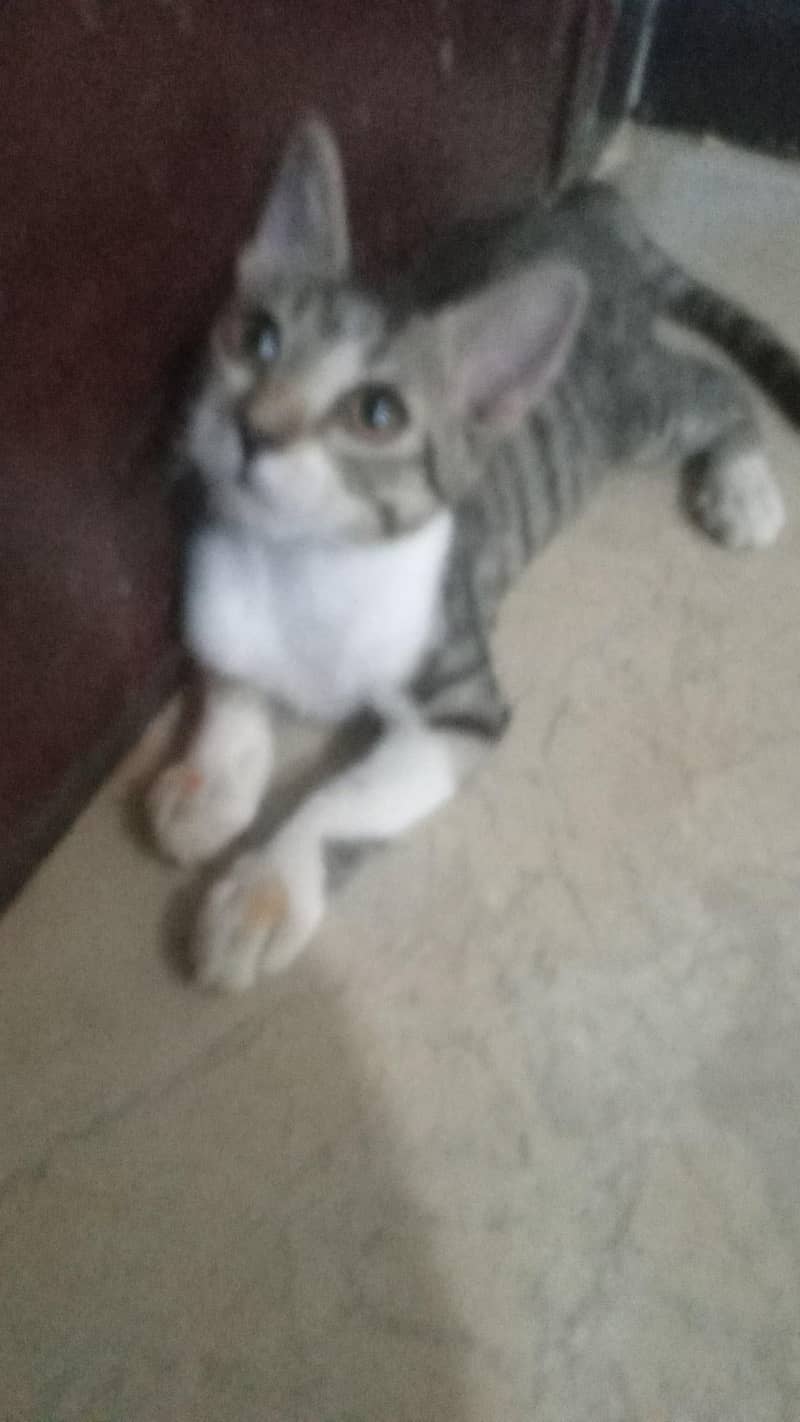 zaisha cat 1