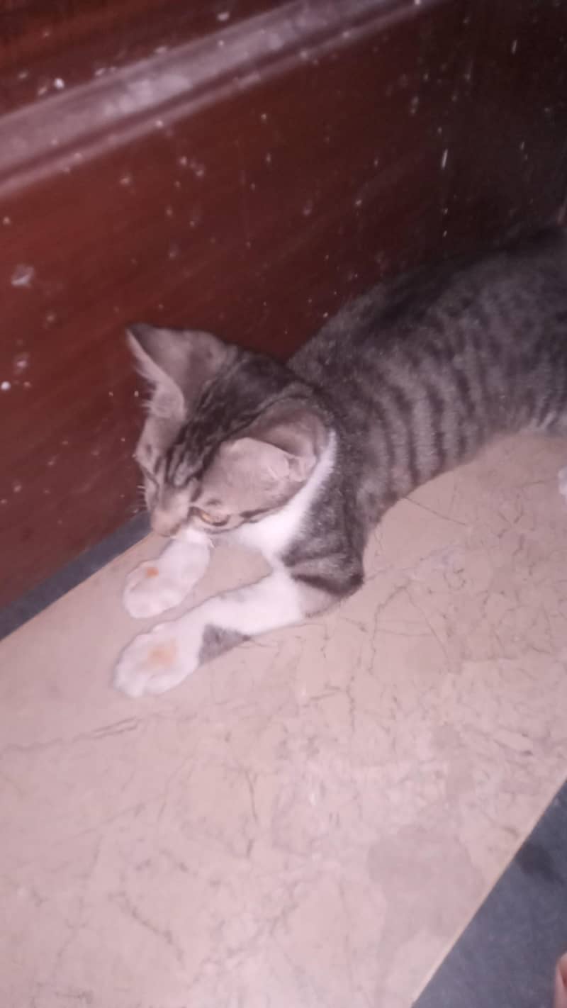 zaisha cat 2