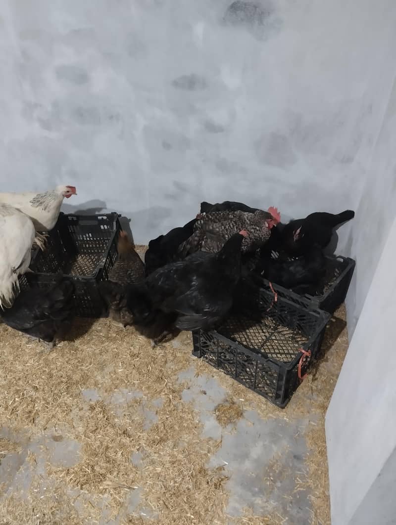 Desi eggs 2