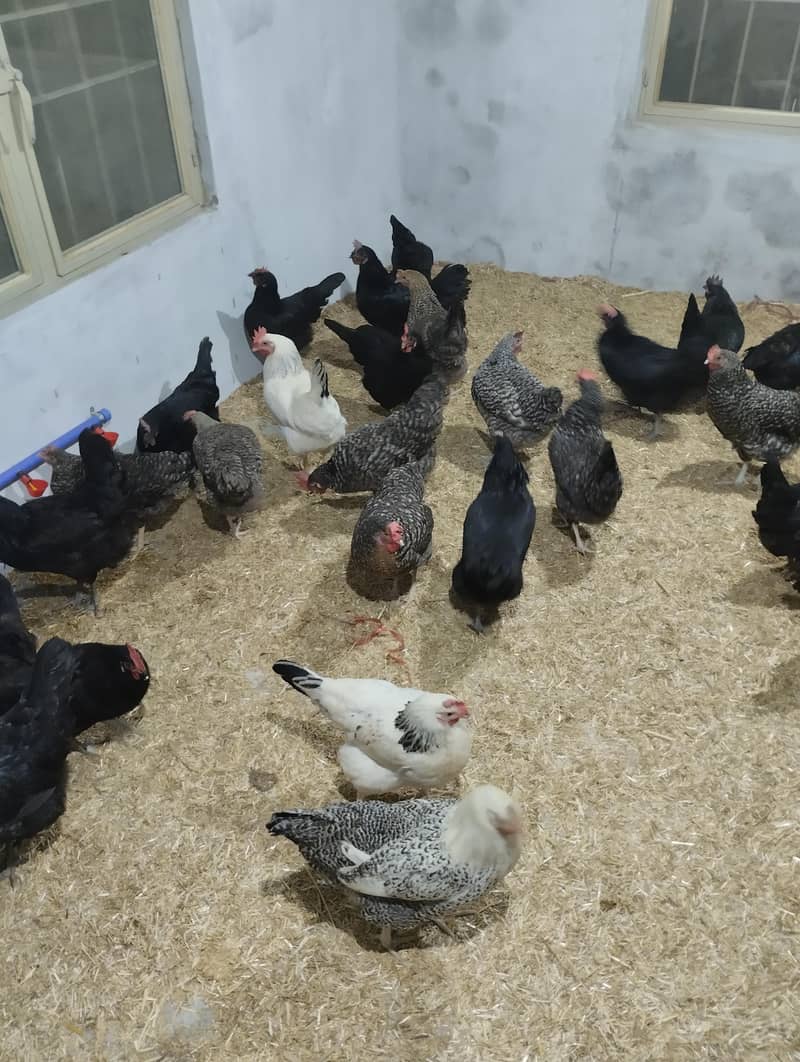 Desi eggs 4