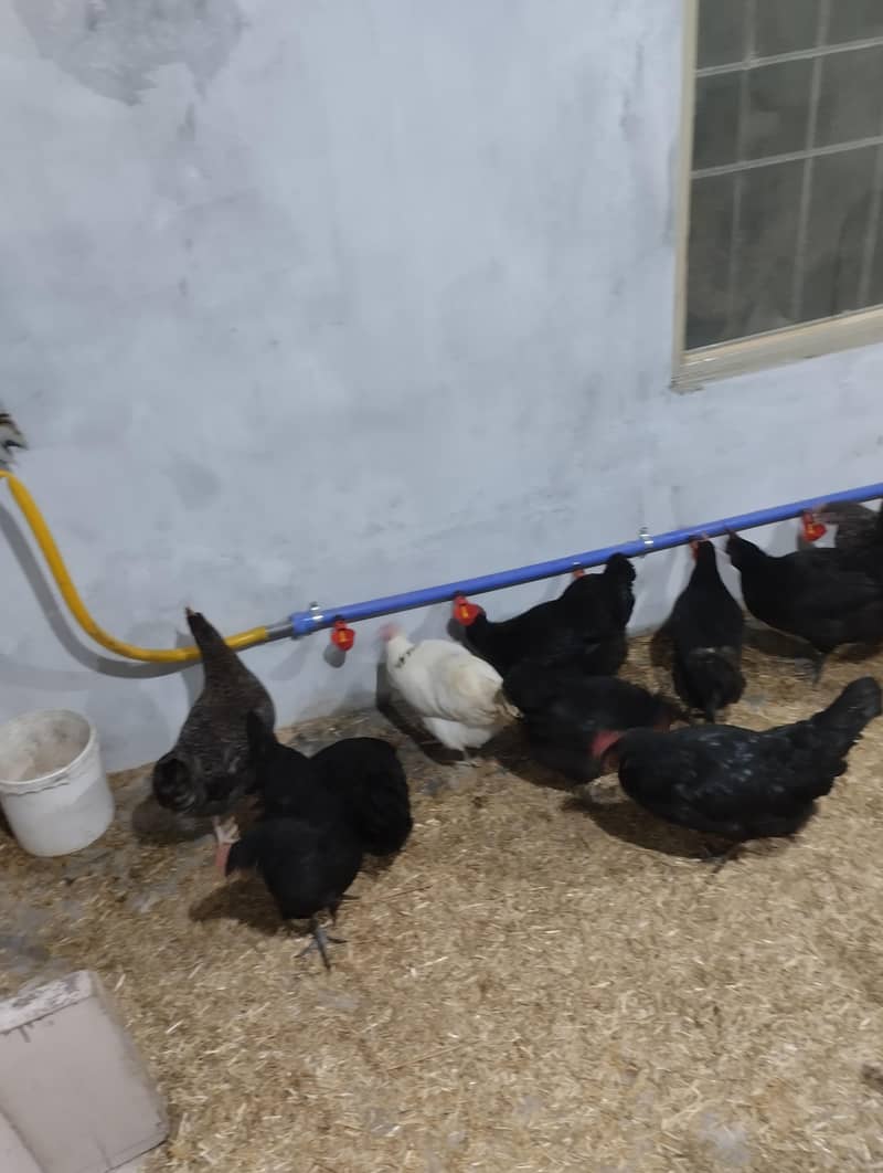 Desi eggs 5