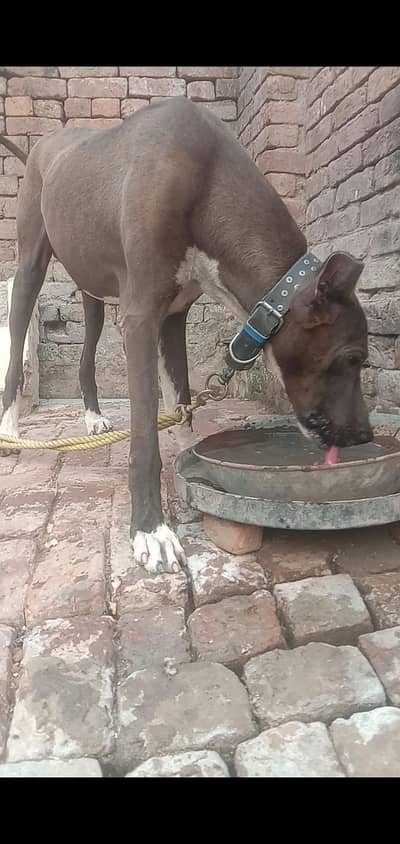 American Bulldog