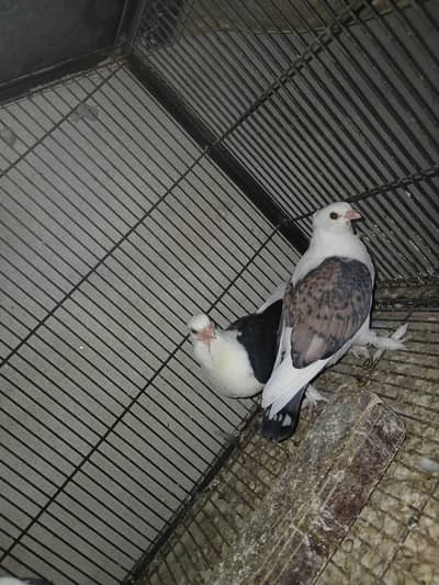 Sentinent same clutch chiks pair