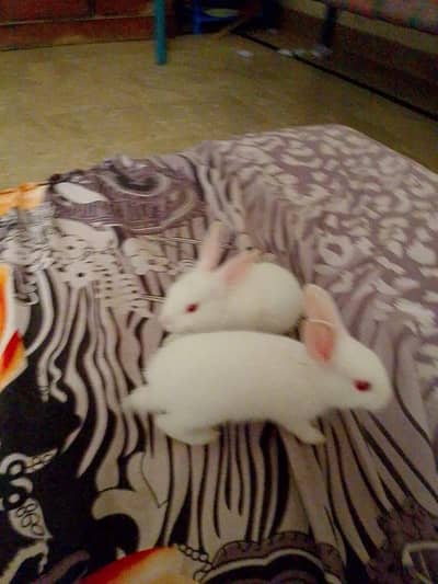 one pair rabbit age 2 month contact 03112268210 korangi