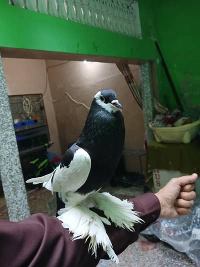 Temd male and Kuruk hen