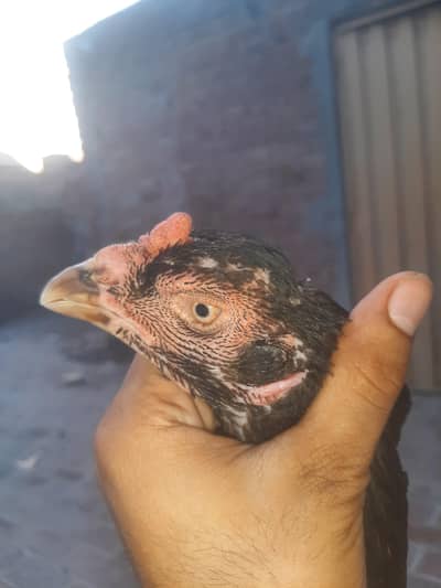 egg laying females