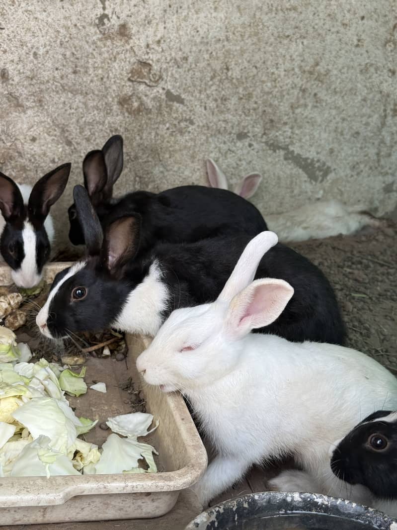 Rabbits 0