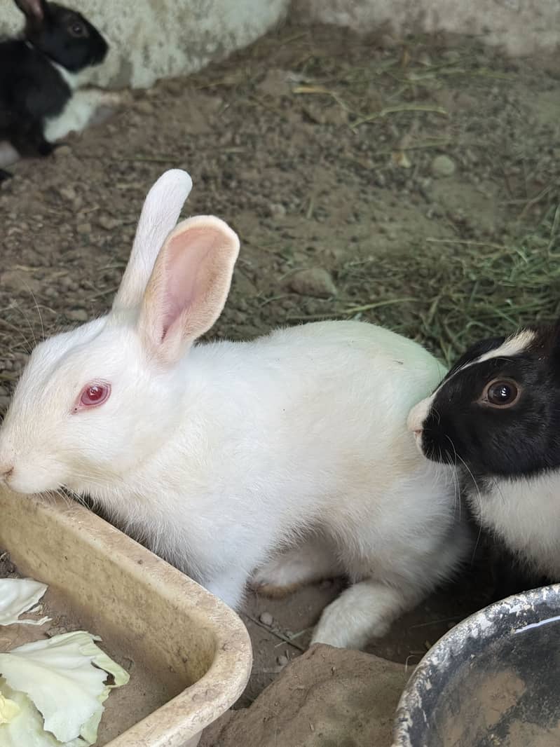 Rabbits 1