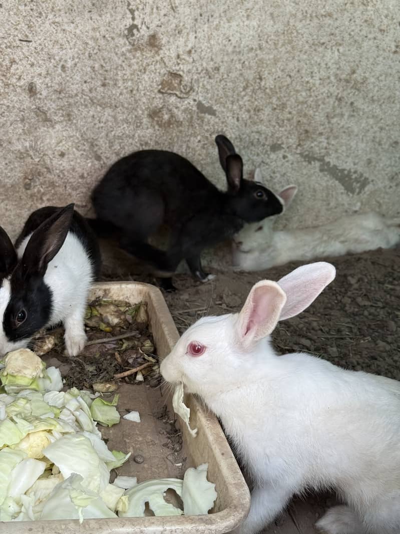 Rabbits 2