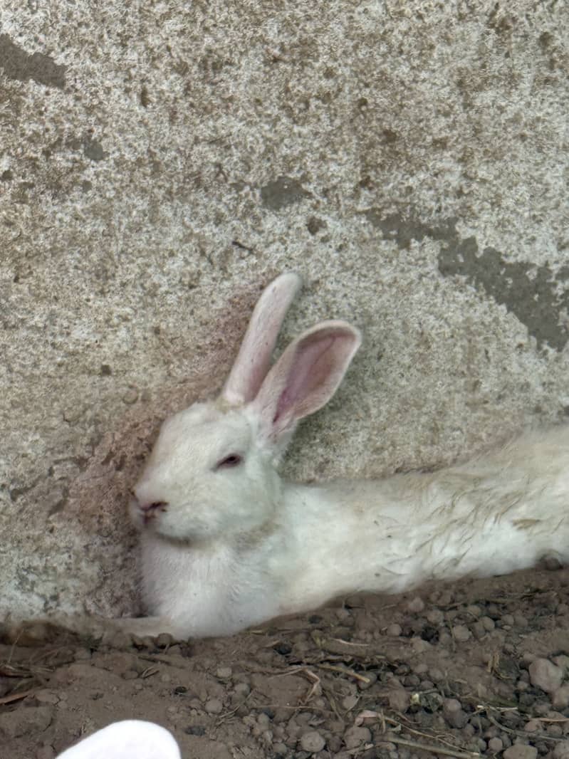Rabbits 3