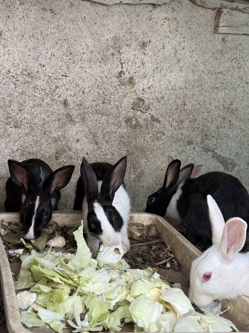 Rabbits 5