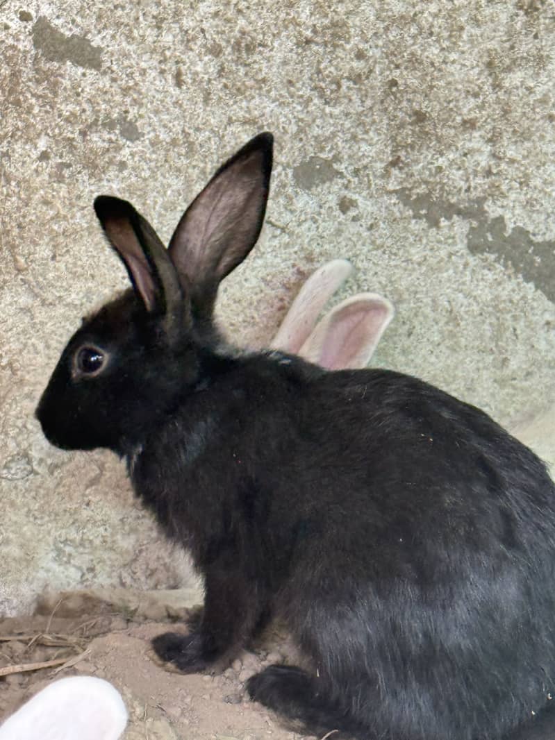 Rabbits 6