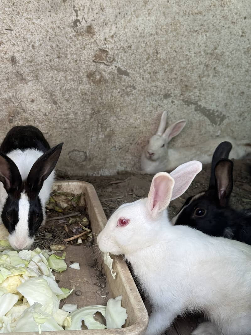 Rabbits 7