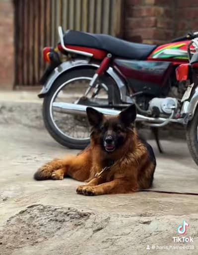 Pedegree Confirm breeder german shepherd female for sale