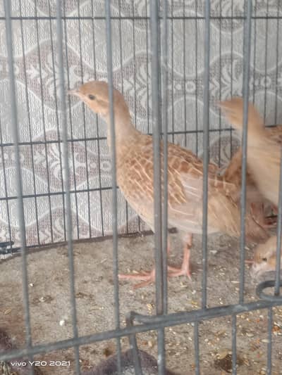 Irani king size young pairs