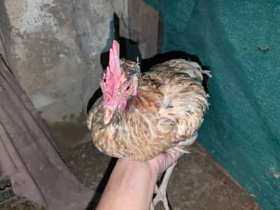 Egg layers for sale