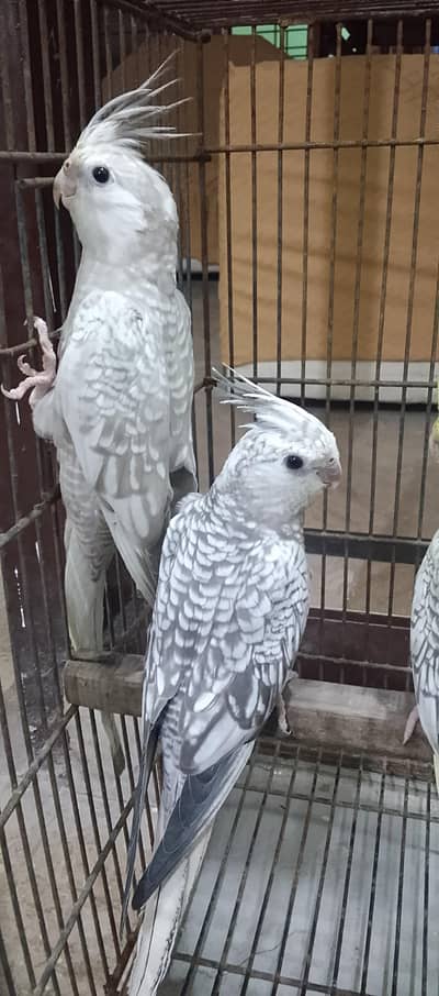 ready to first breed