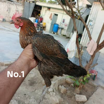 Golden Misri Hen Egg lying