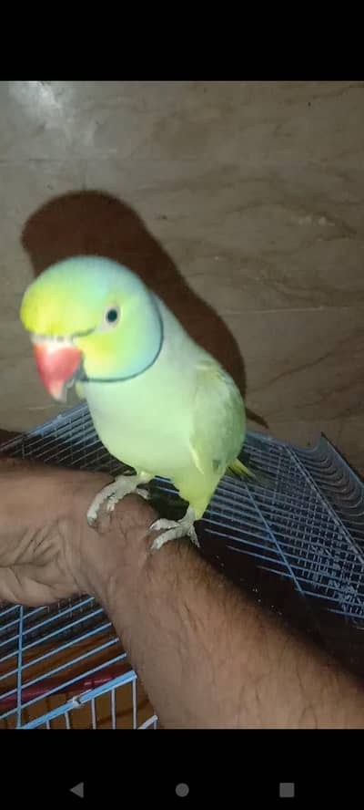 talking hand tamed ringneck male