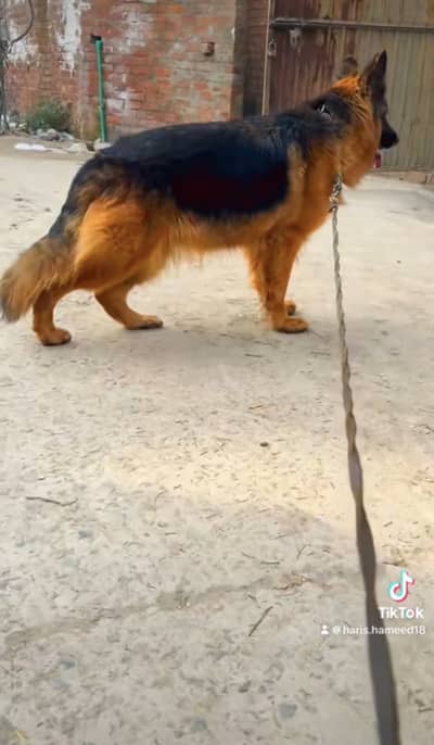 Pedegree Confirm breeder german shepherd female for sale