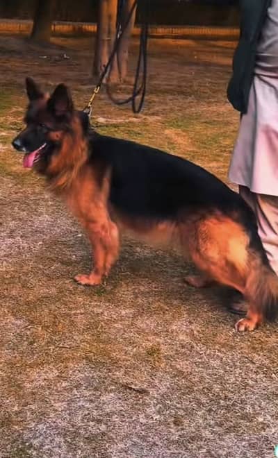 Pedegree Confirm breeder german shepherd female for sale