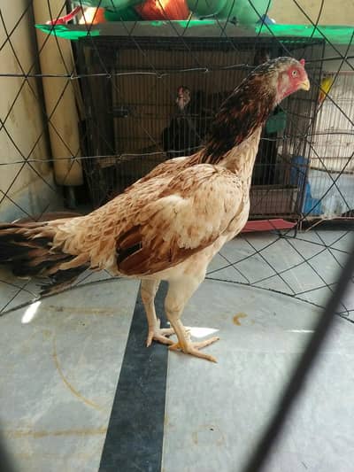 Pakistani shamo cross madi 03270101713