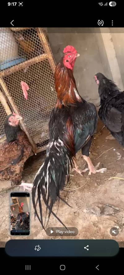 Aseel miawali chicks available