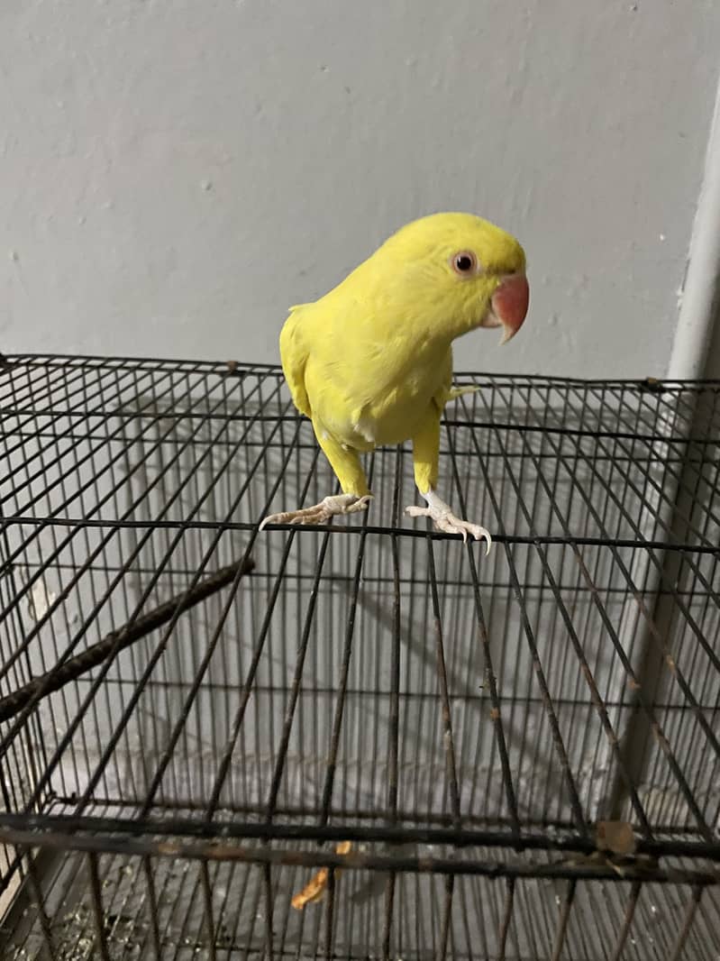 Yellow 0