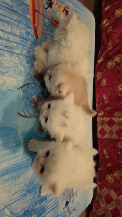 Persian cat baby male