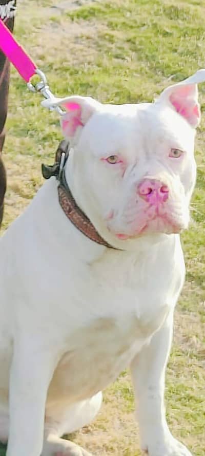 American pitbull