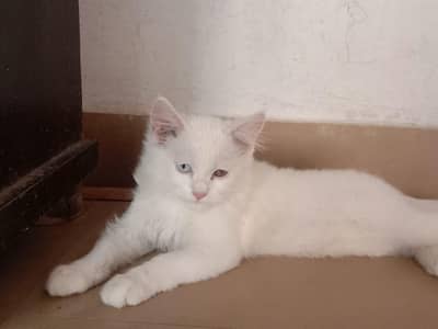 cat for sale