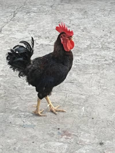 Golden misri murgha