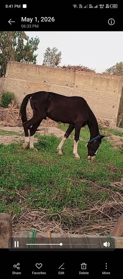 Horse for sale
