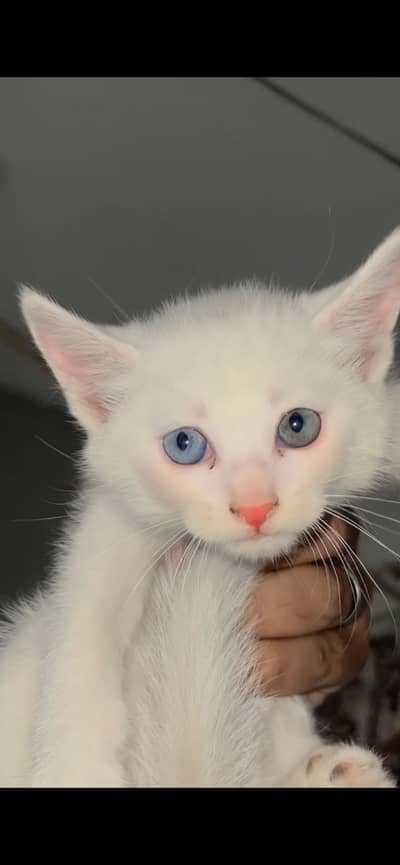 Persian cats with blue eyes