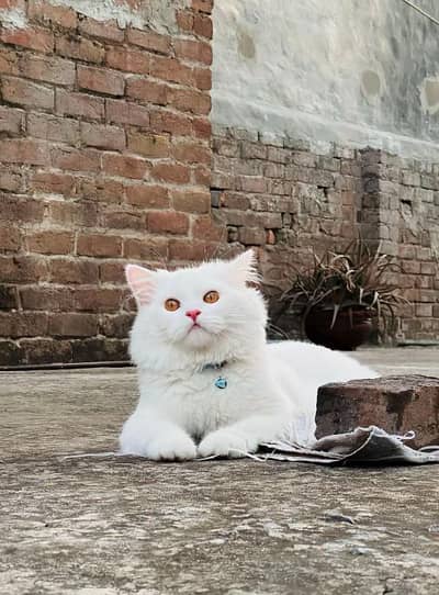 Persian cat for my sale my Watsap Number 0324*3829803