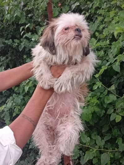 shitzu adult female available for sale