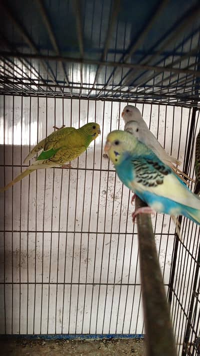 budgies and finches available for sale