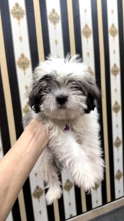 Shih tzu female puppy for sale