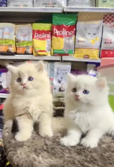 Persian female kitten for sale 0370_3660452 Whatsapp number