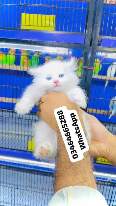 Persian cat 3 coated 5 phase vaccinated for sale