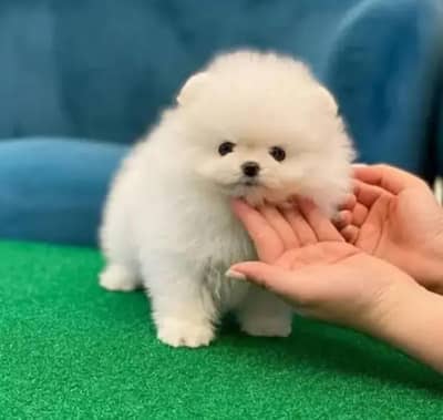 Pomeranian puppies for sale 2 month age Whatsapp no 03291198929