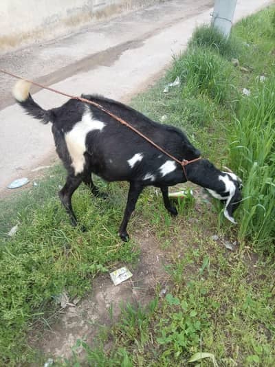 khubsurat bakri aik pyarey (Narr)  bche k sath
