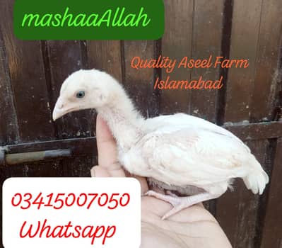 White bloodline heera home breed