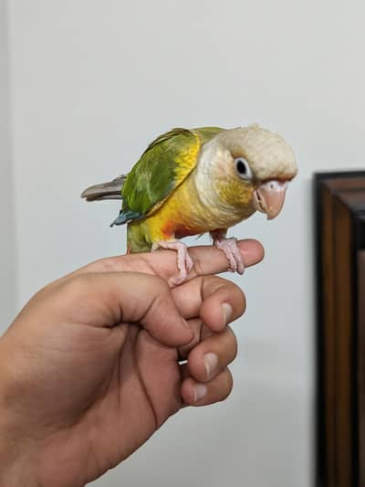 Pineapple conure