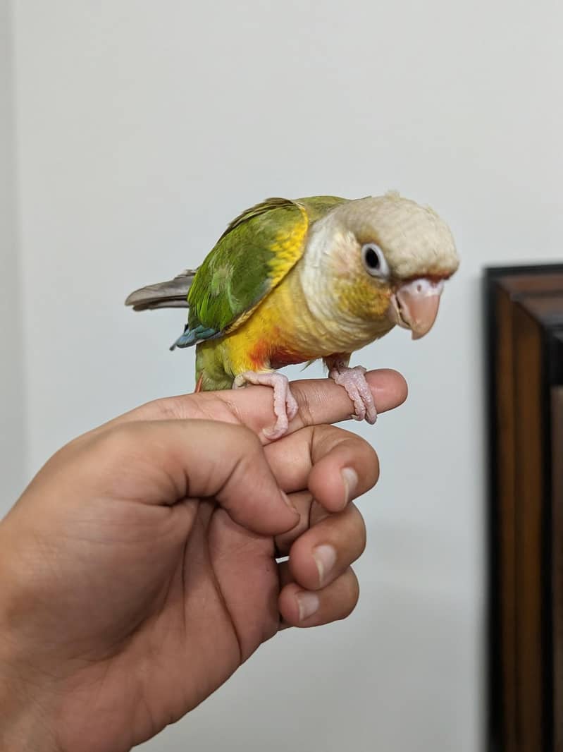 Pineapple conure 0