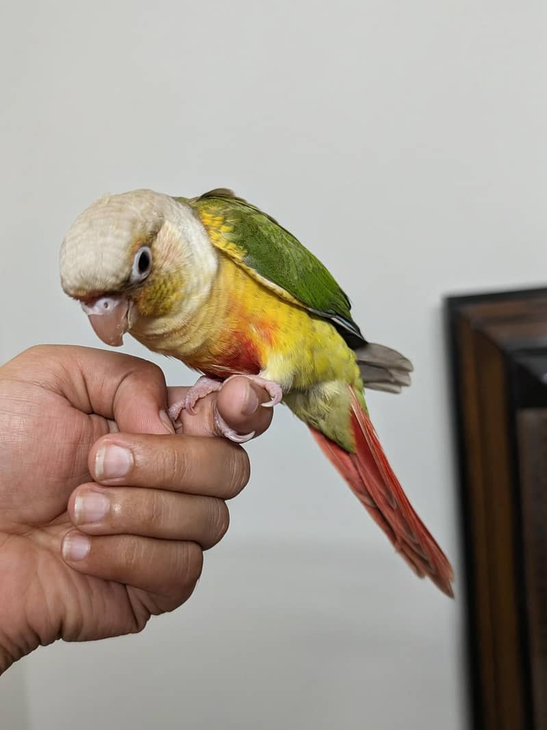 Pineapple conure 1
