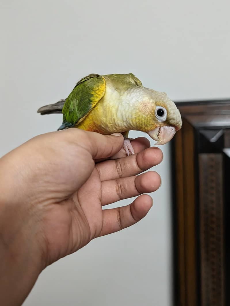 Pineapple conure 2