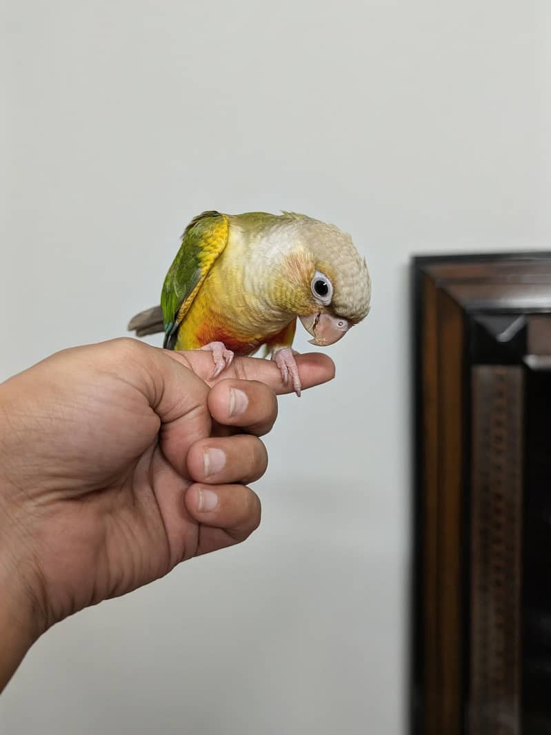 Pineapple conure 3