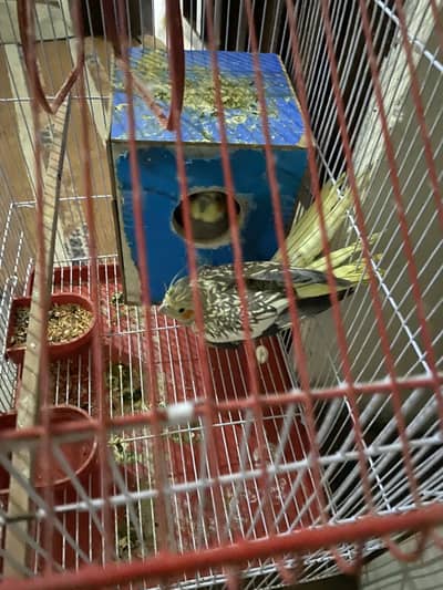 Cockatiel full breeder pair for sale with cage