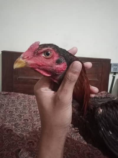 Aseel murga corss pak and thai